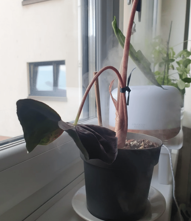 Alocasia pink dragon  drooping